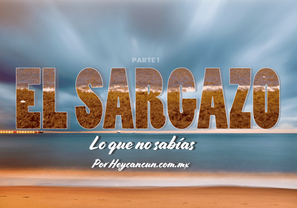Investigación sobre El Sargazo en Quintana Roo